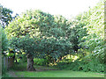 Old oak behind the Parkhouse estate