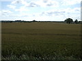 Farmland off the A197