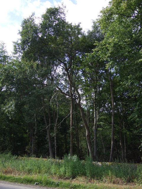 North Wood