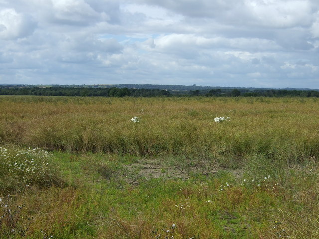 Oilseed rape crop near Horton Grange