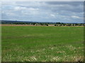 NZ1875 : Farmland near Carr House by JThomas