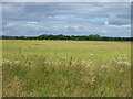 NZ1878 : Farmland off Green Lane by JThomas