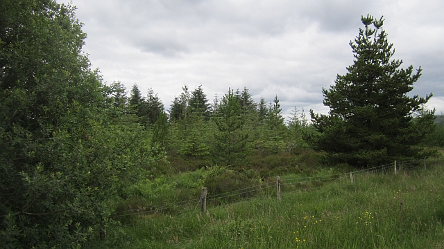 Forest near Loch Derg