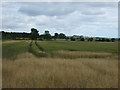 NZ1576 : Farmland near Thornyford by JThomas
