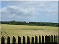 Farmland near Ponteland