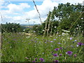 Wild flower meadow and view west from Clowne