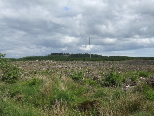 Cleared forestry in Laurieston Forest