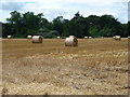 Rolls of straw near Leicester Square Farm, mid Norfolk