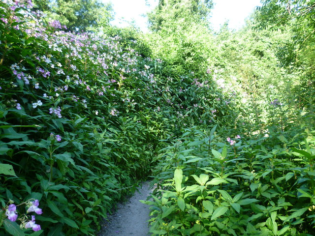 Medway Valley Walk passing through Indian balsam