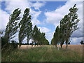 SU2691 : Avenue of poplars, D'Arcy Dalton Way, near Watchfield by Vieve Forward