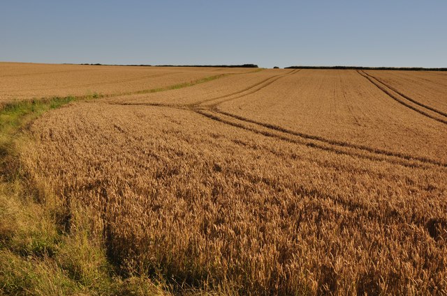 South Hams : Field of Barley