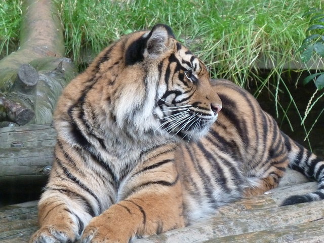 Dudley Zoo - tiger, tiger burning bright