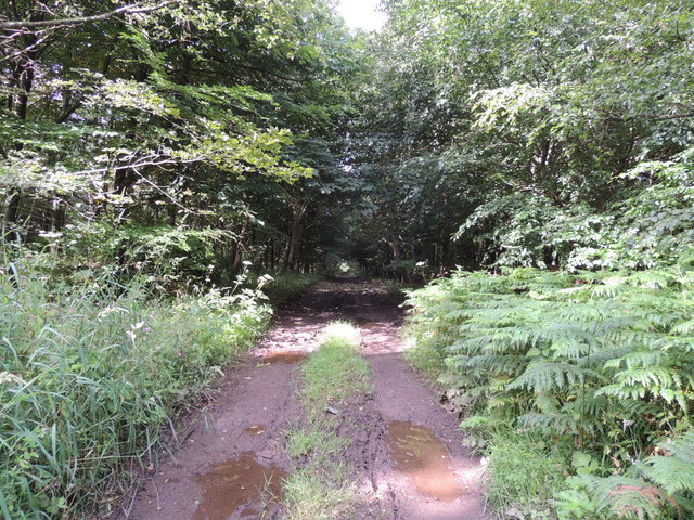 Southern Upland Way in Lime Kiln Wood