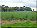 A field of asparagus