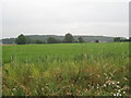 Wildflowers and Barrow Hills (2)