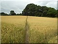 Kirklees Way to Flockton