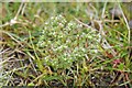 Allseed on Tiptree Heath