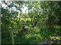 A tiny pond south of Bromstead Common