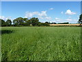 Bridleway at Bromstead Heath