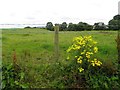 Ragwort, Omagh