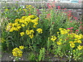 Wildflowers at Coupar Angus