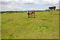 Cattle in a field at Beoley