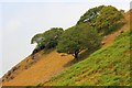 Trees on the Slope of Coed Troed-y-rhiw