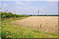 Looking over a field of corn near Whitley Bank