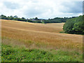 Field of barley