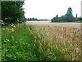 Cornfield alongside Fartherwell Road