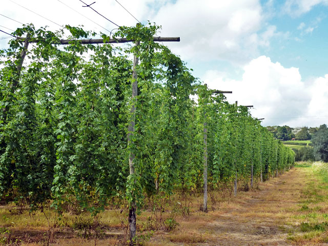 Hop garden, Robertsbridge © Robin Webster cc-by-sa/2.0 :: Geograph ...