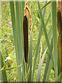 Bulrushes growing in the stream