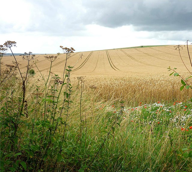 Wheat on the western slope of Lowbury Hill