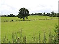 Fields below Hobb Hill