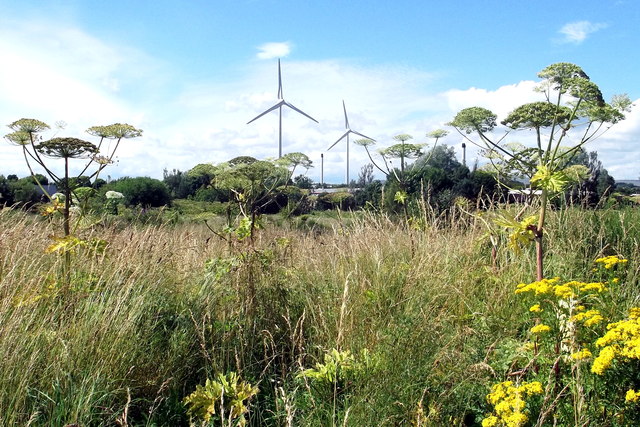 Giant Hogweed at West Pitkerro Industrial Estate, Dundee with the Michelin Tyre Plant Wind Turbines in the Background