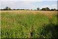 Field at Cakebole