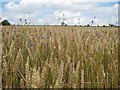 SE9461 : Cornflowers in a corn field by Jonathan Thacker