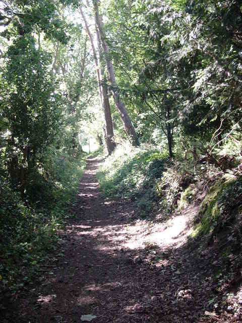 Ancient trackway in East Dorset