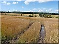 Barley field at Ulston Moor