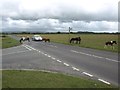 SX5167 : Ponies at the crossroads on Roborough Down by David Gearing