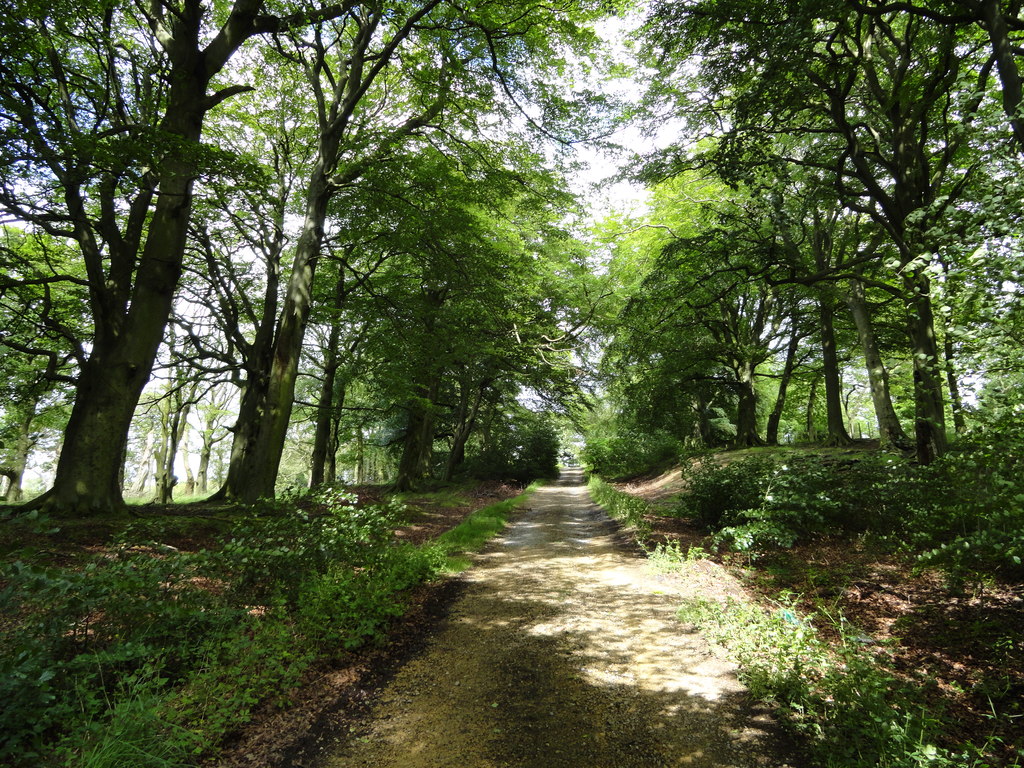 Beech Trees At Greencroft Park © Robert Graham Cc-by-sa 2.0 :: Geograph 