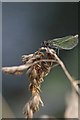 Female Banded demoiselle