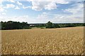 TL8818 : Ripening Wheat near Inworth Hall by Glyn Baker
