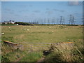 Field by Galloways Road