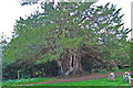 Ancient Yew in Crowhurst Churchyard