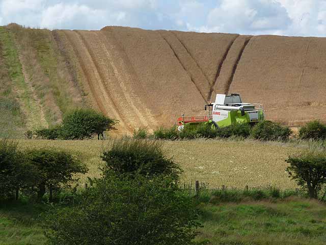 Combine harvester at Cessford