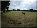 Grazing, Oaks in Charnwood