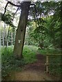 Woodland near Christmas Common