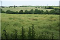 Green fields near Broad Oak