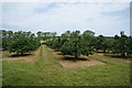 Orchards near Nook Farm